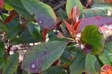 Feuilles de Photinia atteintes d'entomosporiose