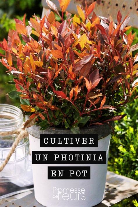 Planter un Photinia dans un sol bien drainé