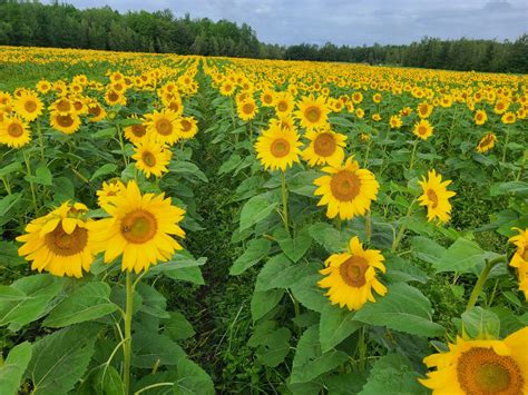 Jardinière remplie d'aubriètes oranges en pleine floraison