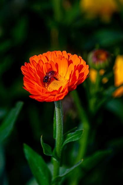 Gros plan sur des fleurs d'aubriète orange vif