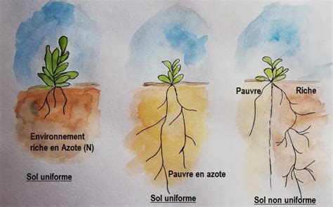 Schéma des systèmes racinaires d'engrais verts dans différents types de sols