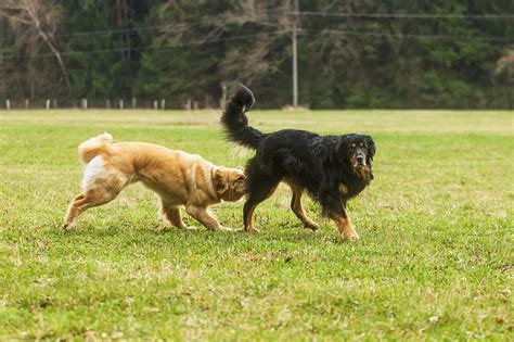 Chien chevauchant un autre chien
