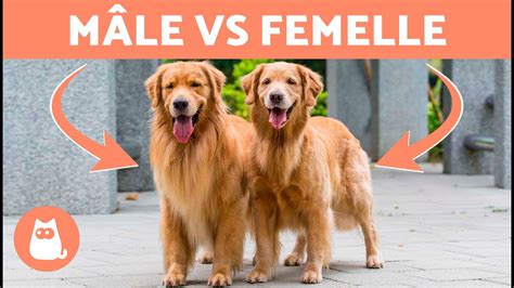 Chien mâle et femelle
