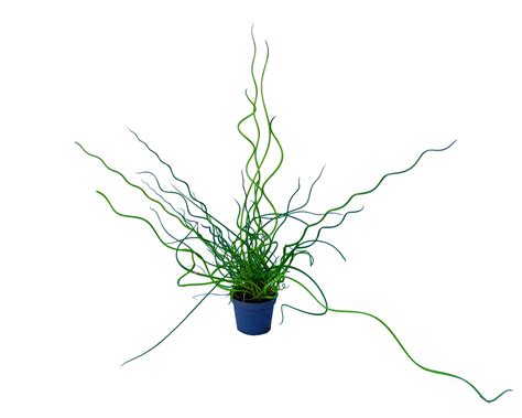 Juncus effusus 'Spiralis' avec ses tiges spiralées