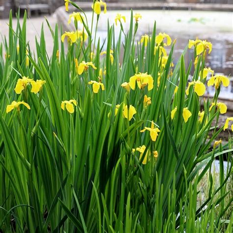 Comparaison entre Acorus calamus et Iris pseudacorus