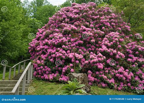 Rhododendron en pleine floraison