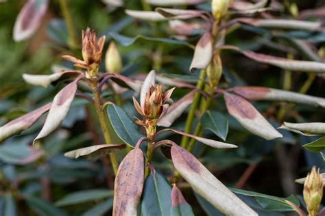 Feuillage de rhododendron atteint par des taches foliaires