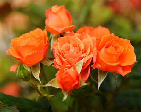 Rosier 'Orange Sensation' en pleine floraison