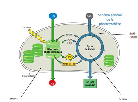 Schéma de la photosynthèse