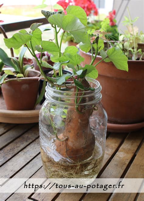 Patate douce germée avec des pousses