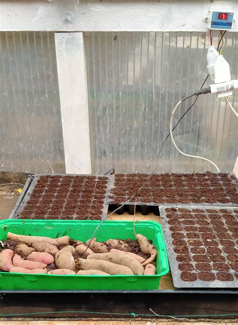 Tapis chauffant pour semis avec une barquette de patates douces