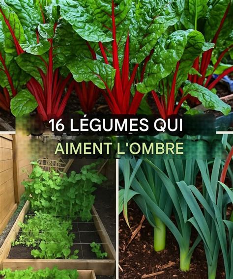 Légumes sous une ombre partielle