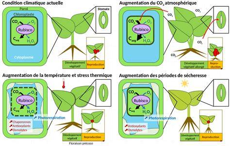 Effet du paramagnétisme sur la croissance des plantes