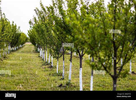 Verger avec troncs d'arbres chaulés en blanc