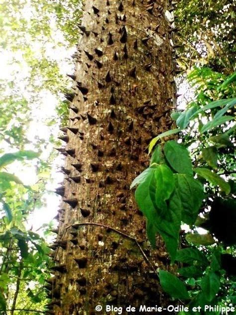 Détail du fruit de l'Arbre sablier avant explosion