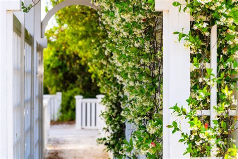Jasmin blanc en fleurs sur une pergola