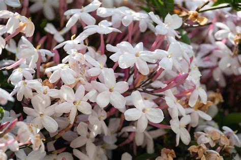 Gros plan de fleurs de jasmin blanc étoilées
