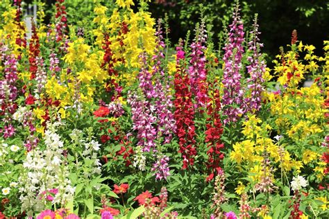 Un jardin fleuri de jaune avec des vivaces et des couvre-sols
