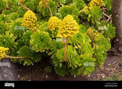 Aeonium avec fleurs jaunes