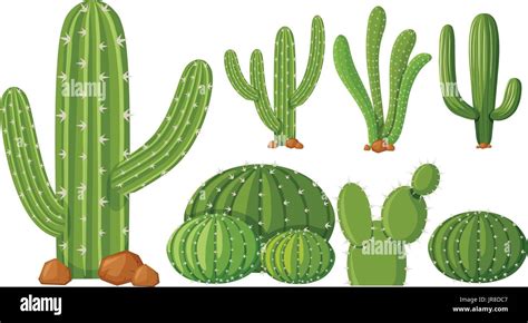 Illustration des différents types de cactus