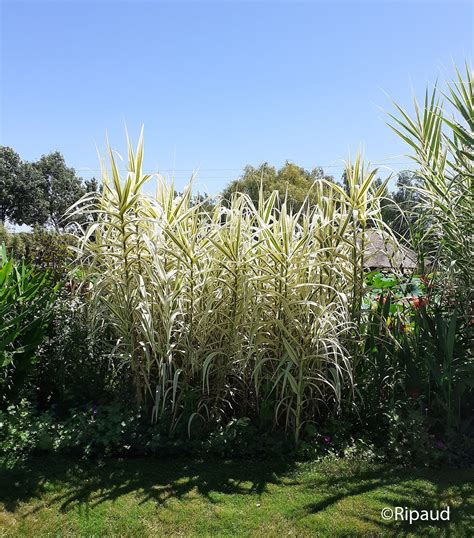 Arundo donax dans son milieu naturel