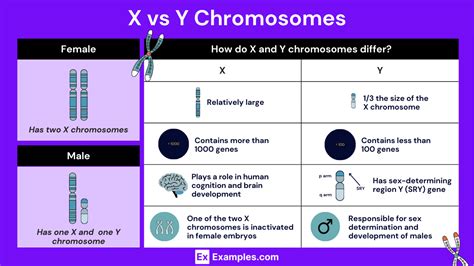 Infographie expliquant la différence de taille entre les chromosomes X et Y et son rôle dans le sexage