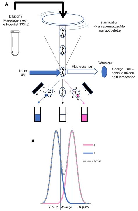 Diagramme illustrant le processus de tri cellulaire des spermatozoïdes avec le Hoechst 33342 et le laser UV