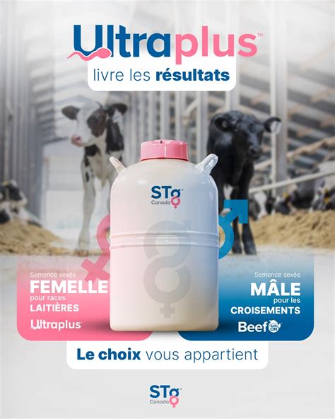 Infographie illustrant les différentes stratégies d'insémination (sexée femelle, sexée mâle, conventionnelle) pour optimiser le renouvellement et la production de viande