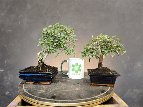 bonsai emballé pour l'expédition