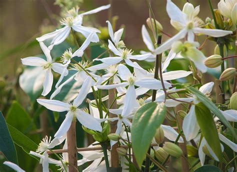 Illustration d'une clématite 'Early Sensation' en pleine floraison, avec ses fleurs blanches et son feuillage persistant