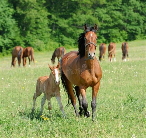 Champ de chevaux dans un pré