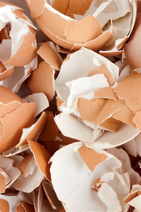 décomposition des coquilles d'œufs