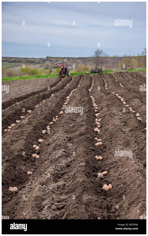 Schéma illustrant les distances de plantation des pommes de terre