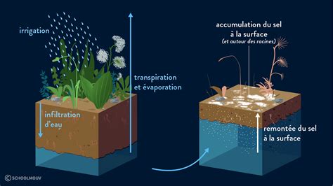 Schéma comparatif évaporation sol nu vs sol paillé