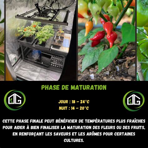 Plantes en phase de croissance dans une chambre de culture