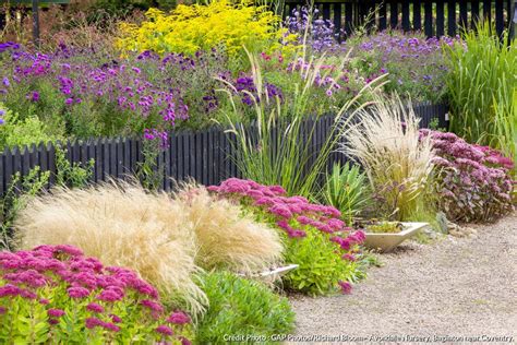 Mélange de fleurs vivaces dans une bordure