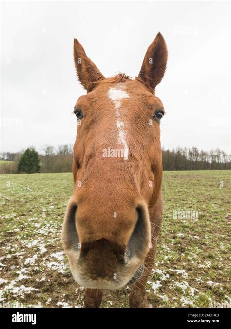 cheval dans un pâturage boueux