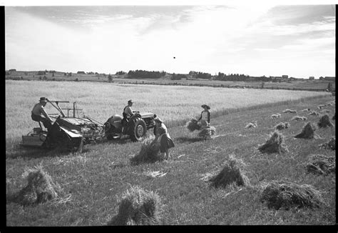 Illustration du paysage agricole angevin au début du XXe siècle, avec des champs et des fermes le long de la Maine.