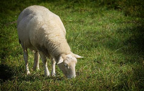 Photo d'un mouton en train de brouter dans un champ, illustrant l'éco-pâturage