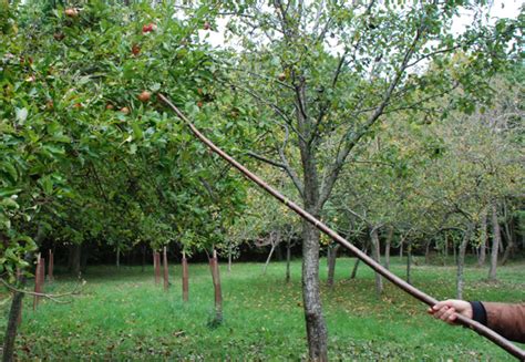 image d'un paysan utilisant une gaule de noisetier pour cueillir des pommes