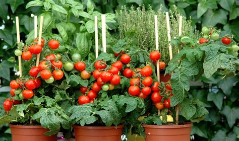 Plantation inclinée d'un plant de tomate