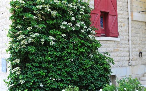 Plantes grimpantes persistantes dans un jardin