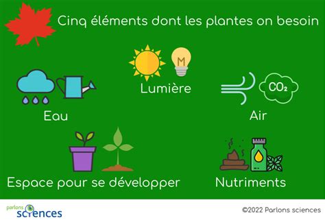 Schéma des besoins en lumière des plantes grimpantes