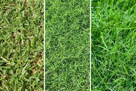 Types de gazon résistant à la chaleur