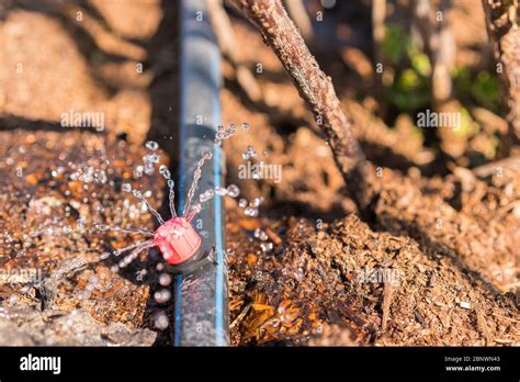 Système d'irrigation économe en eau