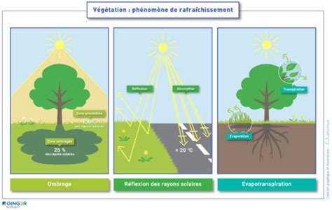 Impact du gazon sur la température ambiante
