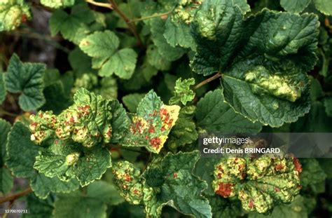 feuilles de framboisiers attaquées par des pucerons