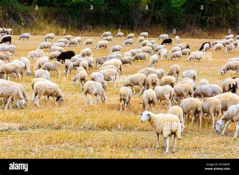 Moutons dans un champ