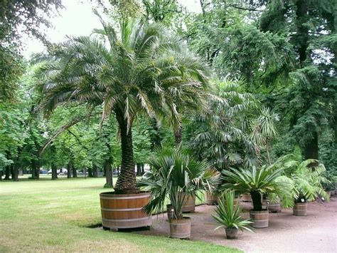 Un jardin paysager intégrant des palmiers en pot et en pleine terre