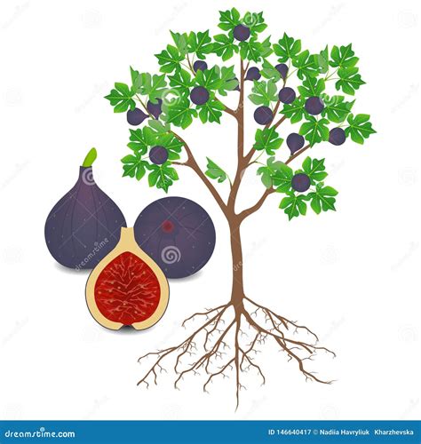 illustration d'un figuier sain avec des fruits